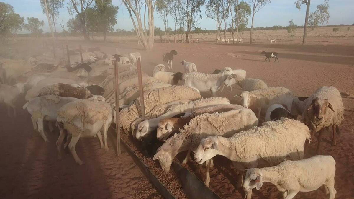 Dusty work: Bruce and Joy Foott's ewes tuck into the Ruminant Production Pellets on Barta Park, 60km south of Mitchell.