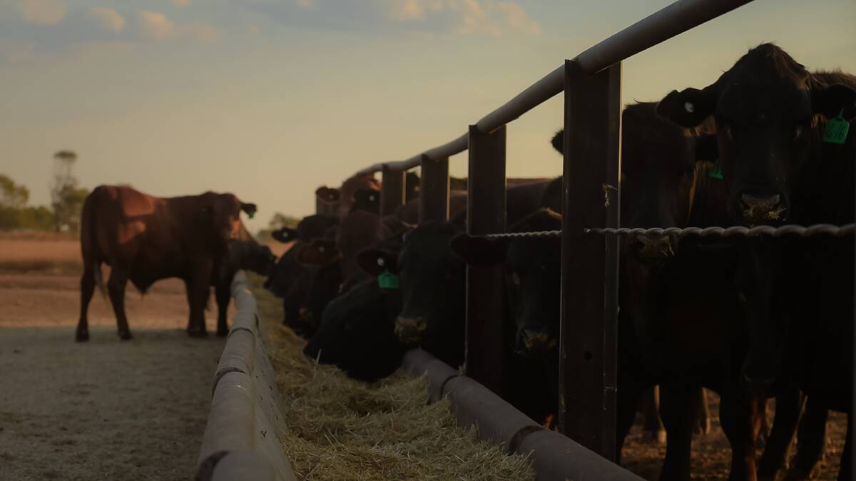 Record numbers of cattle on feed
