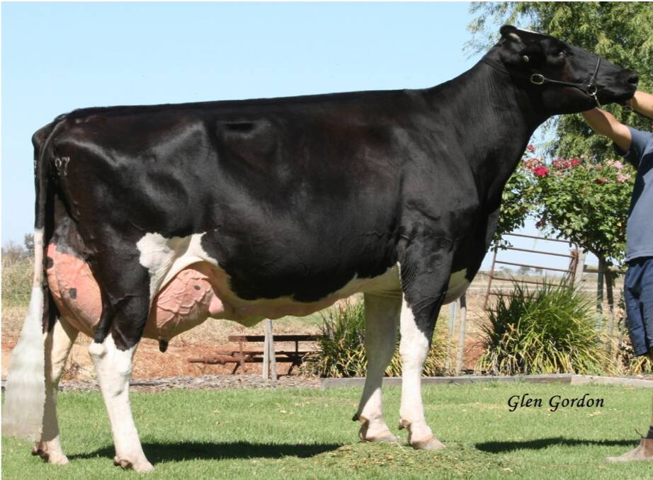 Orchard Vale Informer Tiffany, 2019 Cow of the Year.