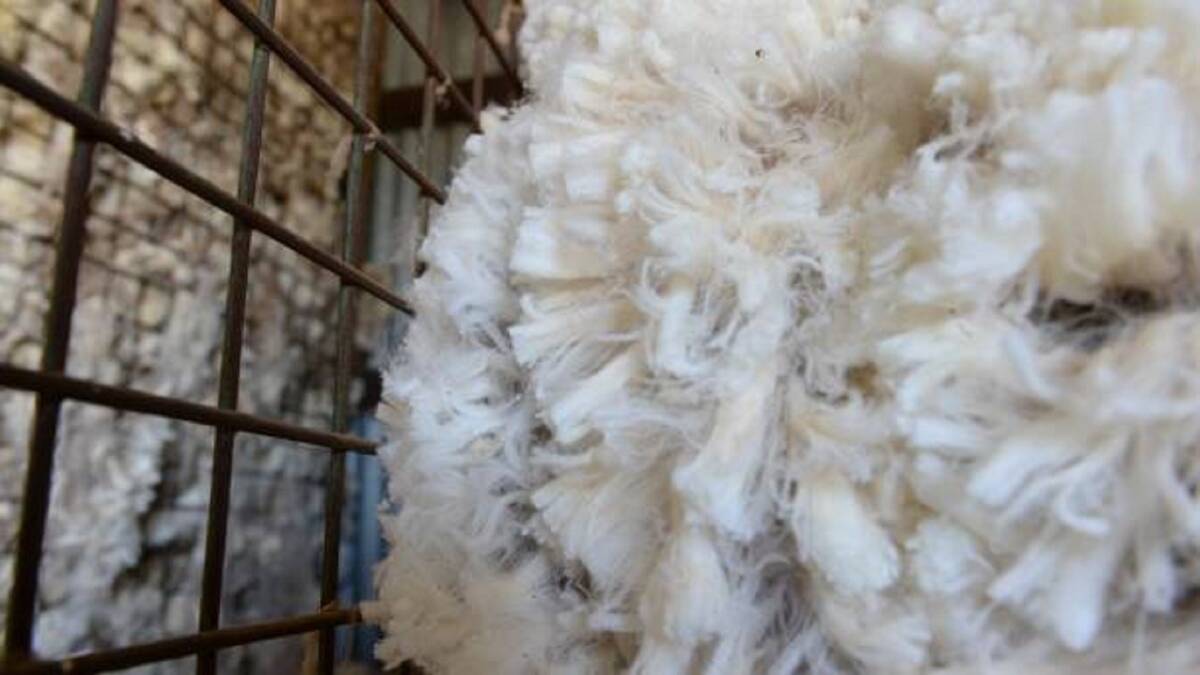 A supply and currency boosted wool price cycle