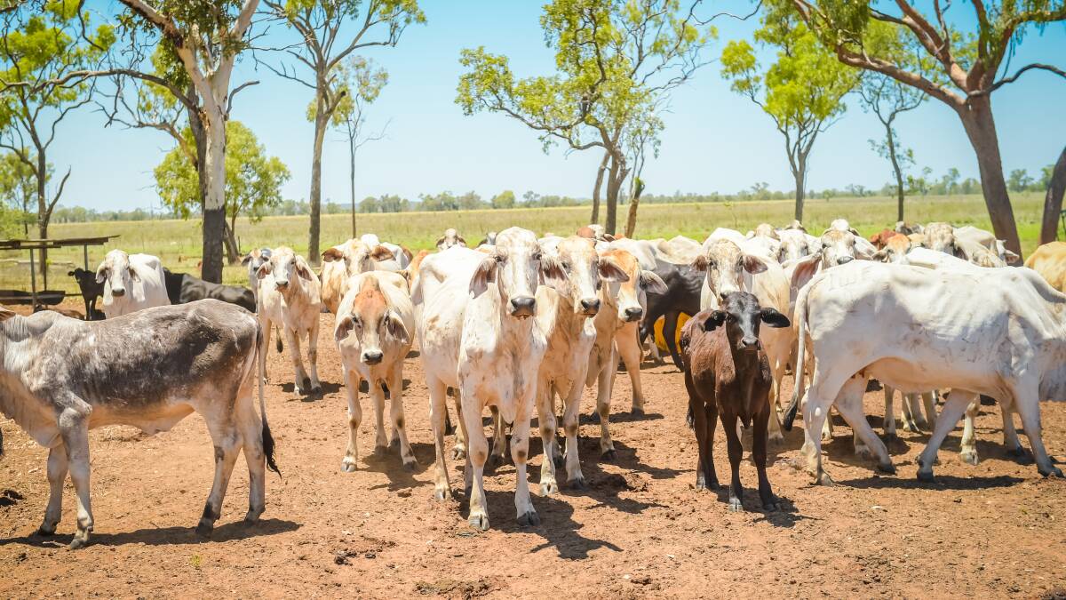 CSIRO to lead new northern beef study