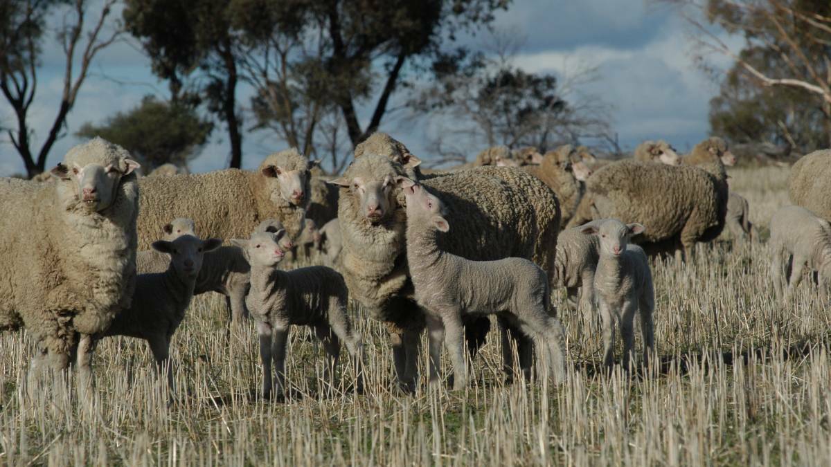 Many GPA members are also livestock producers and are already living with the social and economic consequences of the proposed ban on the live sheep trade. 