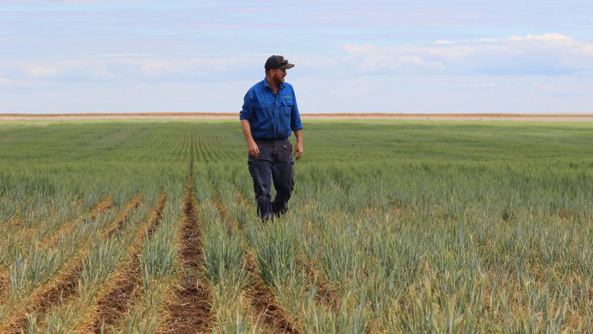 Scott Loughnan in his wheat crop on Avenel, 30km west of Roma. 