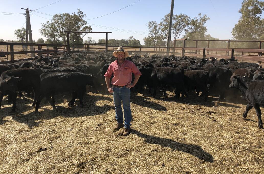 Jeremy McMillan, Doonba, Glenmorgan, Qld, with a line of Santa Angus cross weaners that sold at the Roma Store Sale today. The best of the steers made 310c/kg while the heifers reached 255c/kg. 