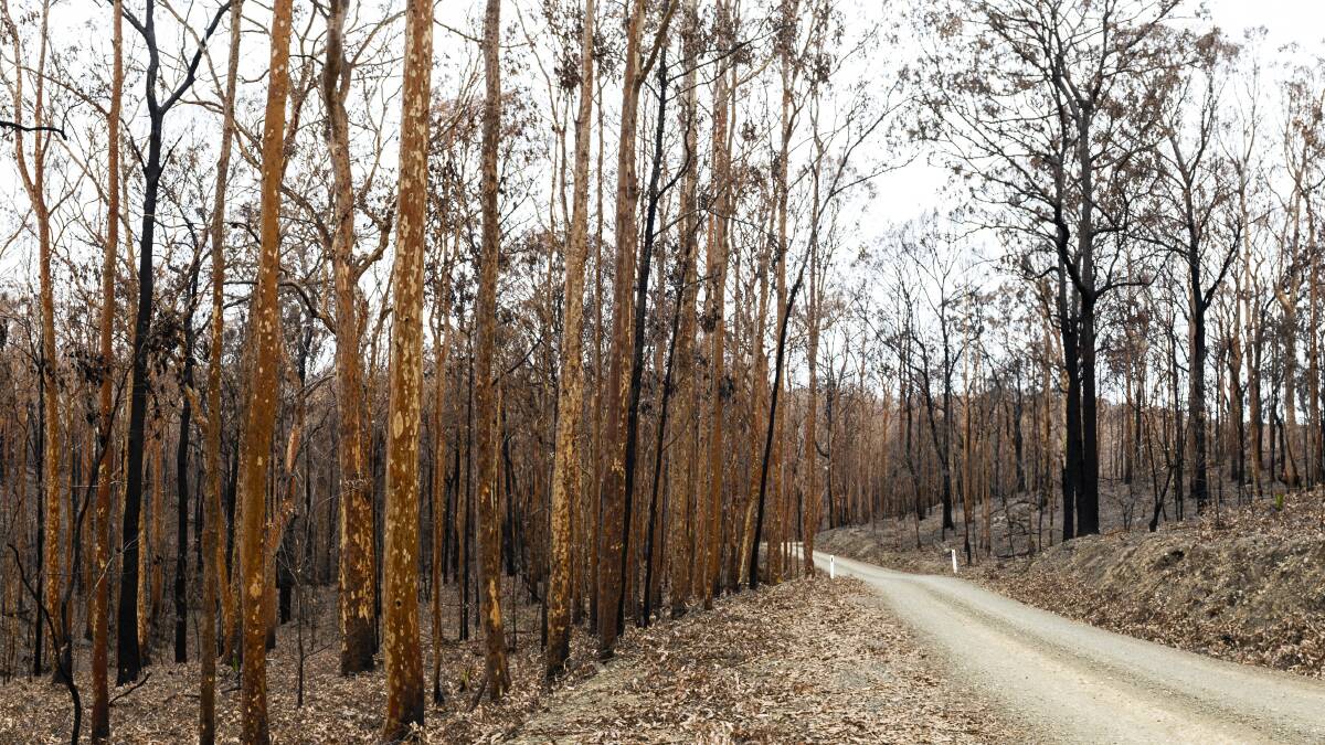 Twiggy's plan to extinguish bushfires within an hour is as challenging as it sounds