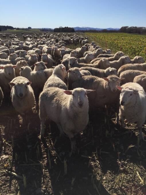 Growbulk sheep in the eastern Southlands of New Zealand.