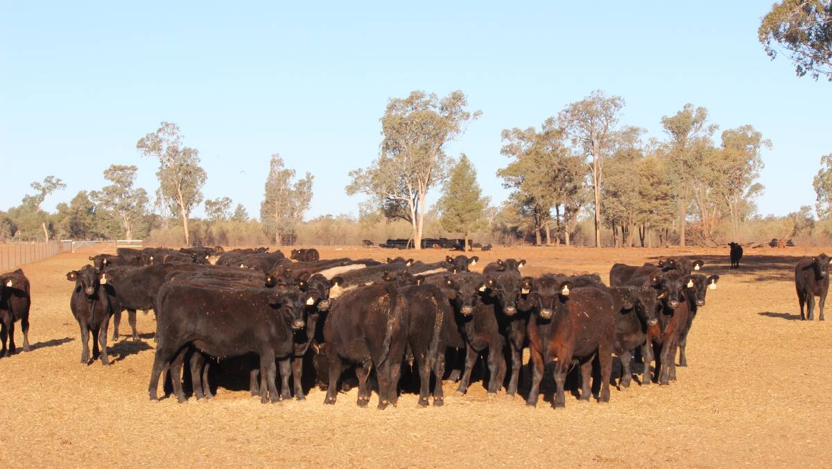 The weaners are looking healthy and soft, averaging weight gains of 1.3 to 1.4kg/day. 