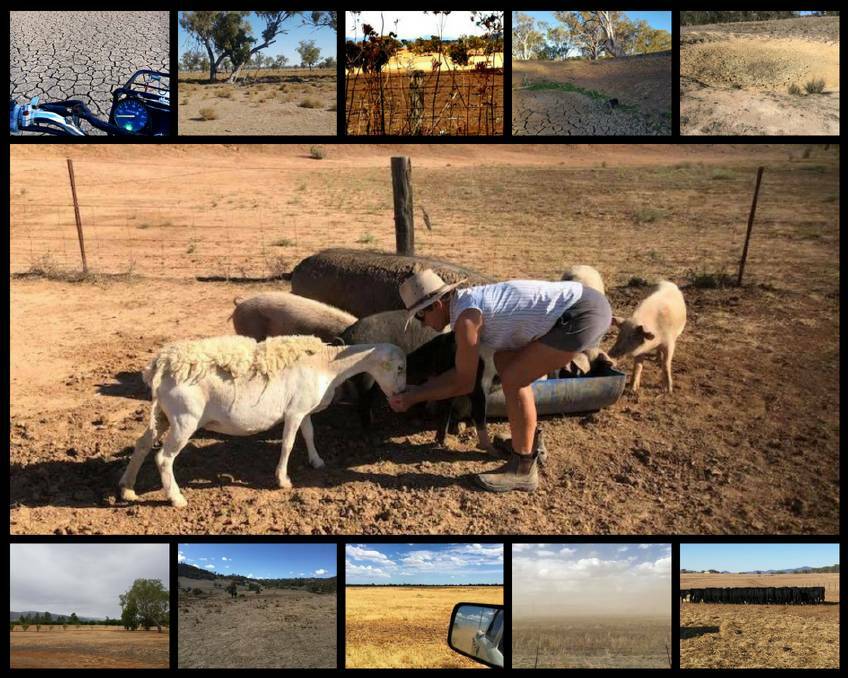 DROUGHT: A glimpse of the drought in the New England-North West. Pictures: Top: Ren Simon, Chantelle Maree, Kelly Bridge, Kathy Gaynor, Tee Aye Ess. Middle: Lauren Lindfield. Bottom: Marilyn Smith, Tee Aye Ess, Ana Stasia, Fiona Margery, Chris Paterson. 