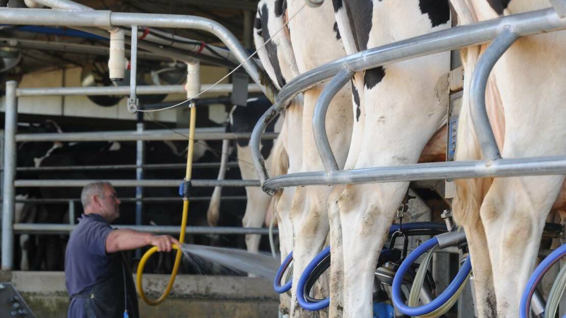 Dairy farmers slam animal rights inquiry