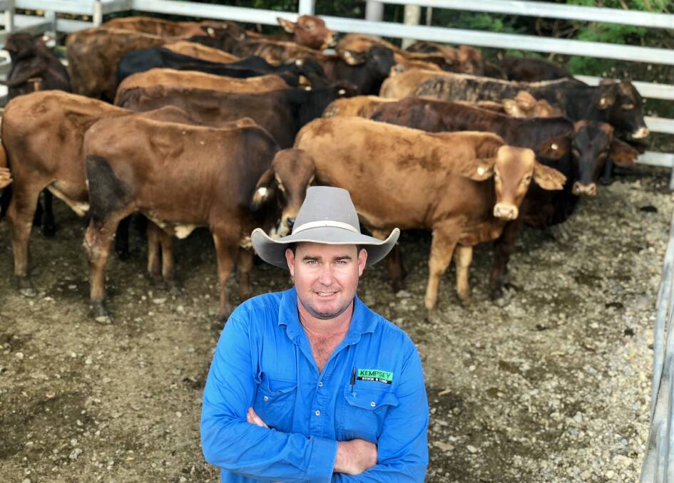 Laurie Argue from Kempsey Stock and Land with a pen of Don Ward's Brahman cross weaner steers from Moorland. Photo: Samantha Townsend