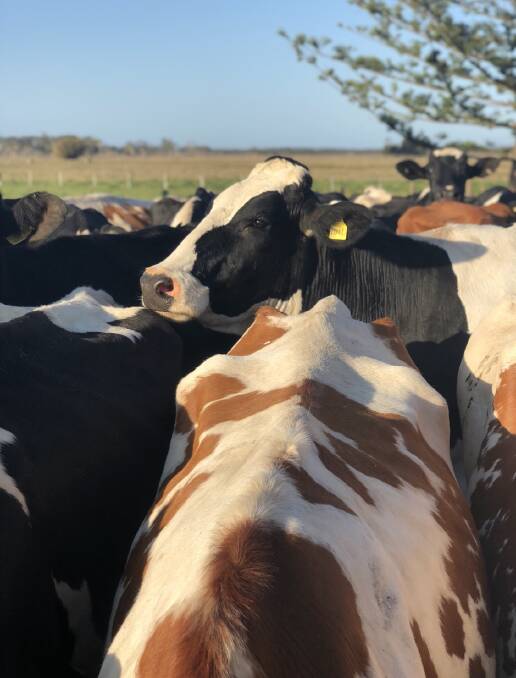With just 567 dairy farmers in NSW, the state's fresh milk and dairy advocate Ian Zandstra says getting farmers business fit was a key to future success.