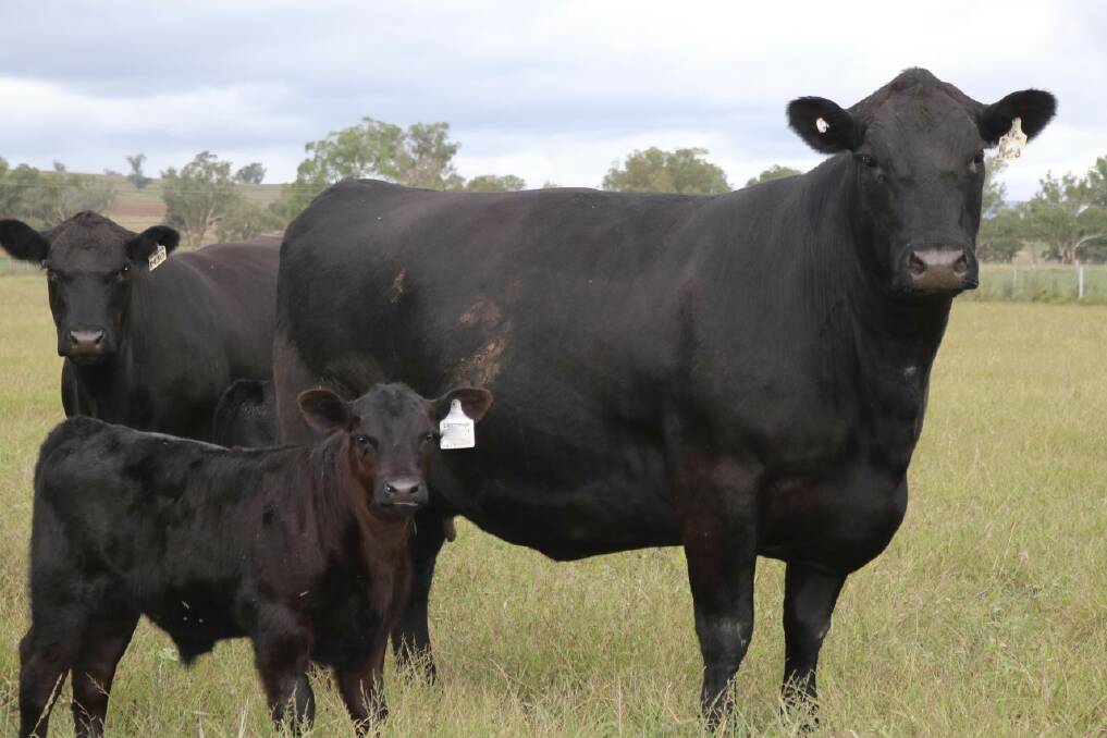 QUALITY FEMALES: The 3R Breeding focus is set on proven maternal lines.