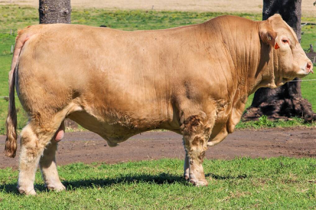 BREED LEADING GROWTH: Glenlea's leading red factor Charolais sire, who was sold in our 2020 sale for $25,000, but has been used extensively in the stud herd. 