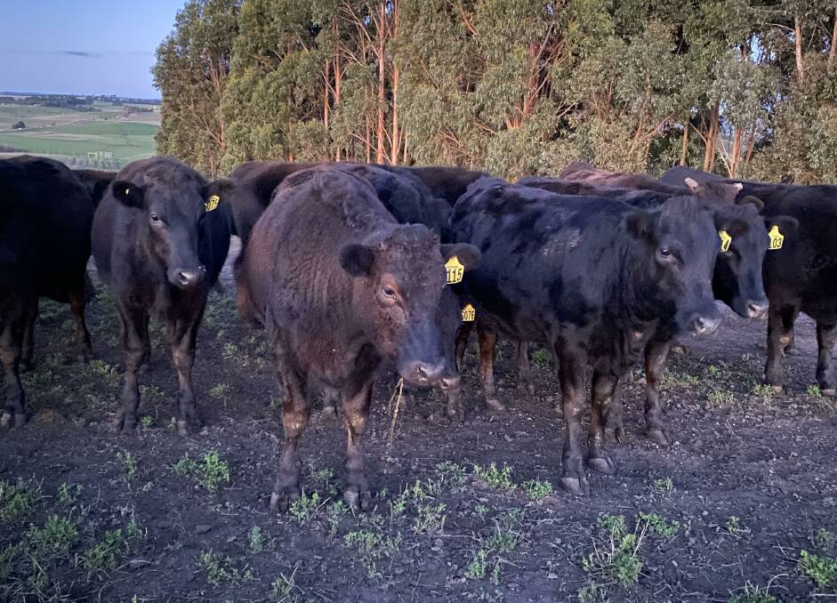 MAYURA STATION-BOUND: Stephen Gibbons breeds and backgrounds Wagyu steers, aiming to get them between 350 and 400 kilograms by 15 months of age.