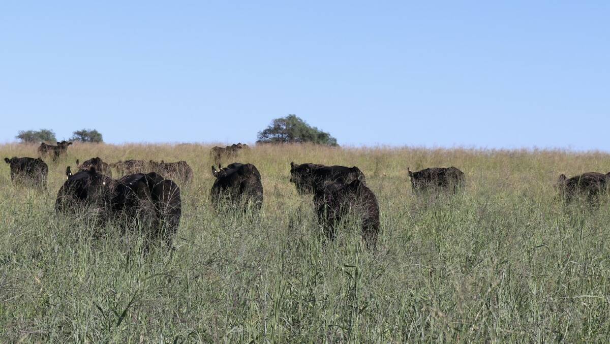 EXCEPTIONAL GENETICS: The drought of 2018-19 allowed 3R to construct a nucleus herd of elite breeding donors from the Texas and Clunie Range Angus programs.