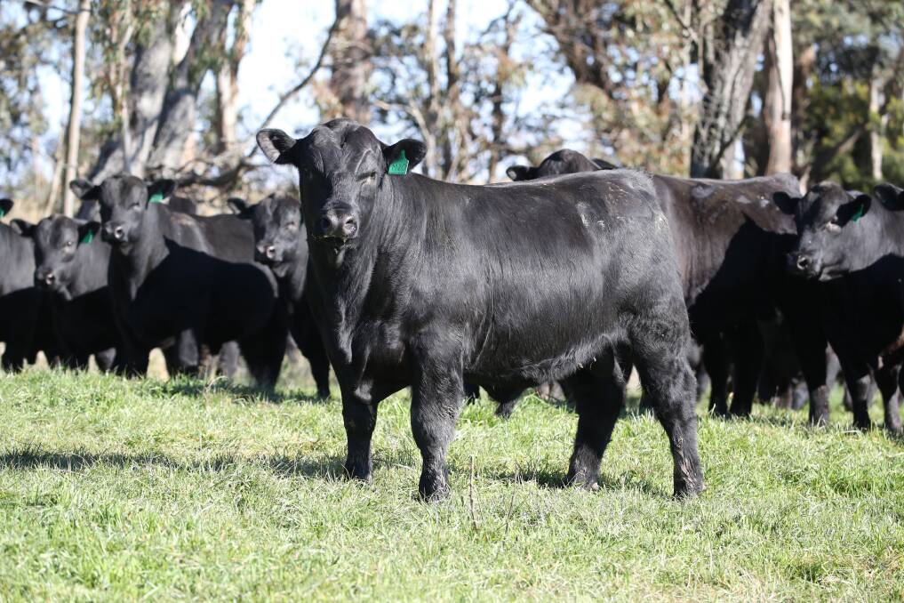 BOOST IN PRODUCTION: Ben Nevis Angus yearling bulls, which are being used successfully in northern herds. Yearling bulls are expected to play a big role in the herd rebuild, but commercial producers need to make sure they're selecting the right bull for the job.