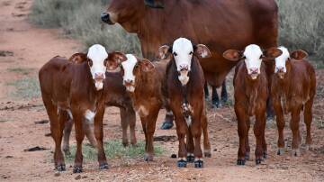 Hereford/Red Brahman-cross calves. Hereford genetics increase MSA compliance in Bos Indicus herds, improving profitability and market options for crossbreeders. Picture by Louise Dunne, supplied 