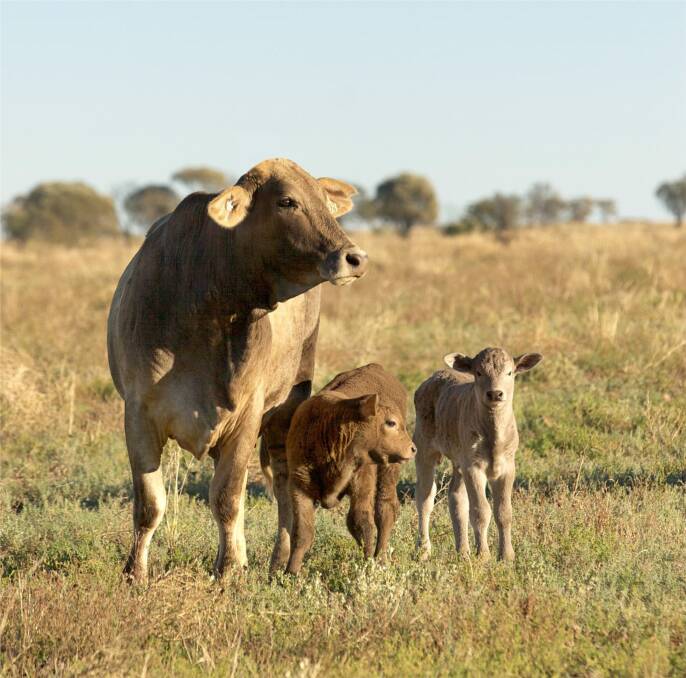 MLA R&D UPDATE: A new guide to help feedlots manage pregnant heifers had been developed by ALFA and MLA.