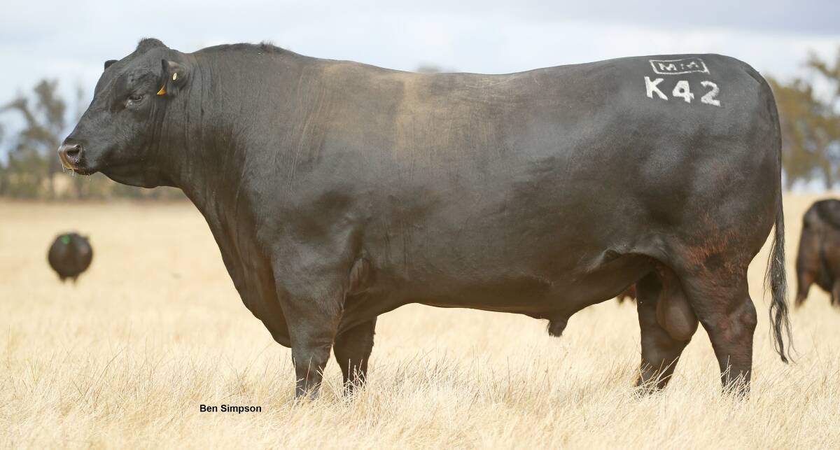 Klooney K42 has a reputation as a maternal sire, producing leading Angus dam Flower N30. Picture supplied