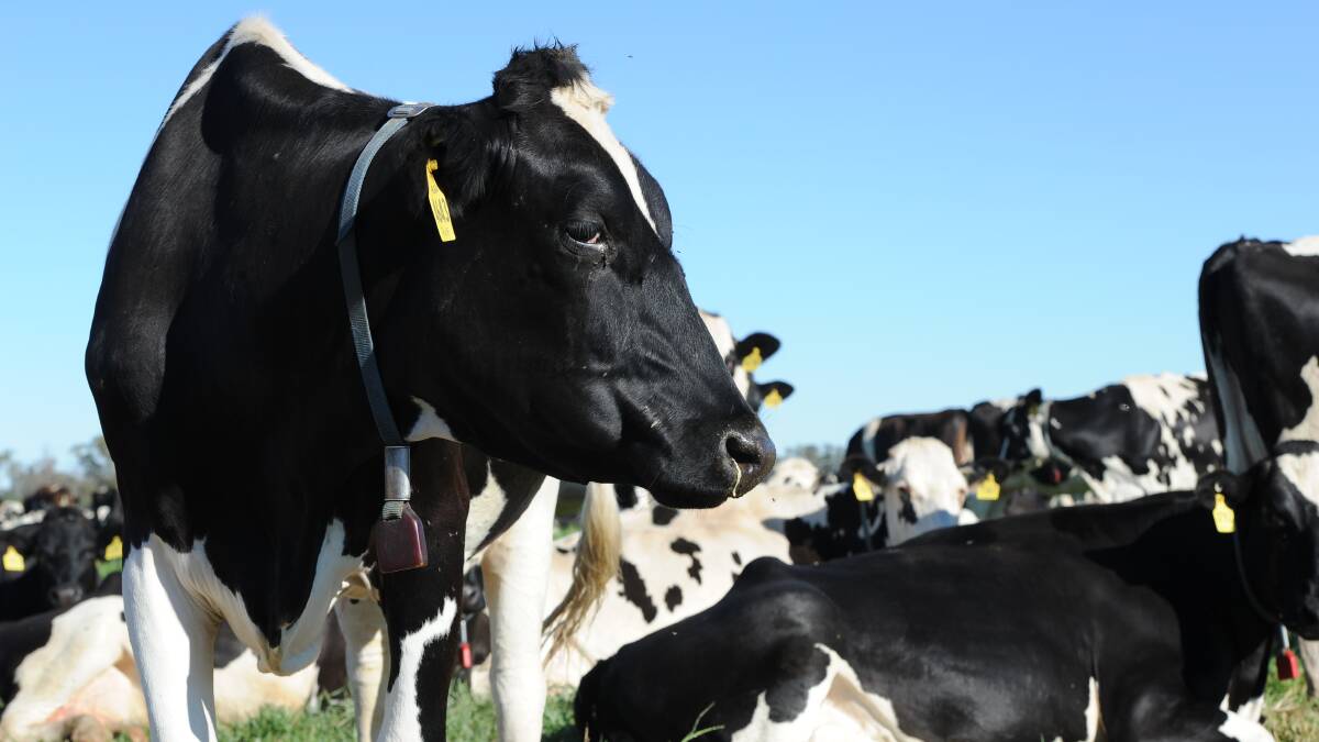 Dairy industry faring well despite global challenges
