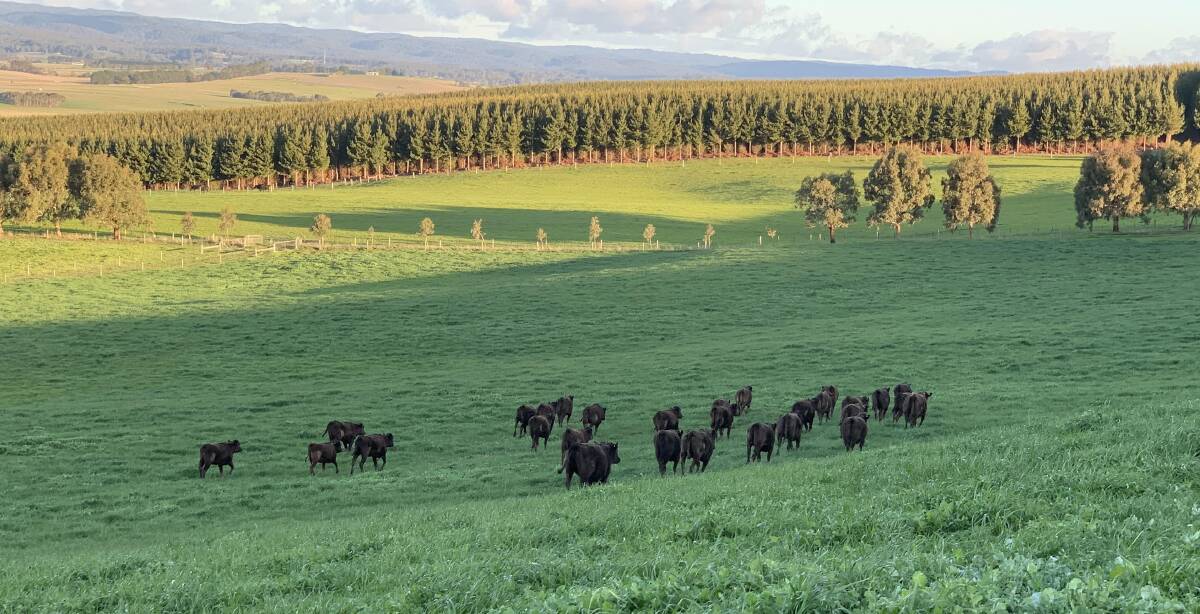 FINISHING COUNTRY: The Kildrummie aggregation has a good mix of soil types and pastures, including ryegrass, clover, oats and summer crops such as lucerne.