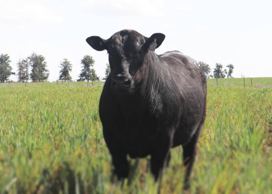 FIRST BULL SALE: 3R will offer 40 12 to 18-month-old bulls on September 14 at Goonoo Goonoo Station. All bulls are bred with the commercial producer and Australian beef industry in mind.