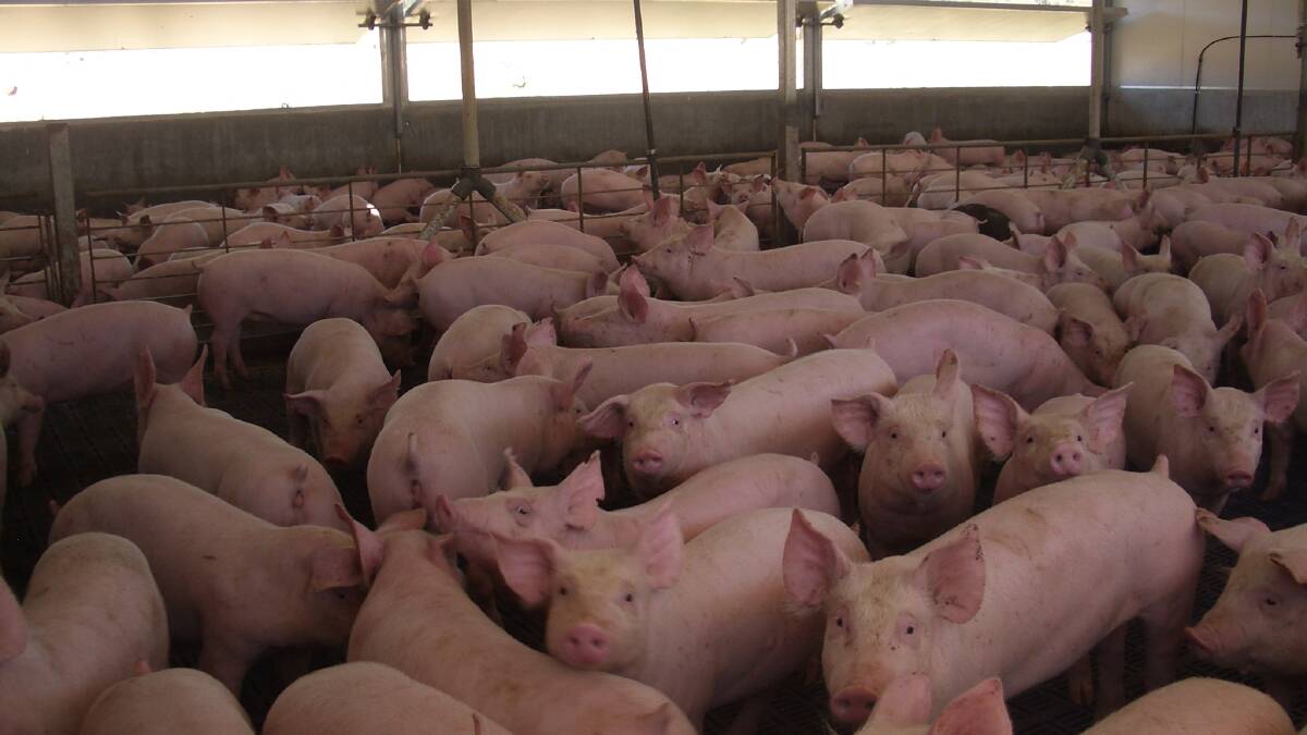 Investigation into piggery break-in biosecurity breaches ongoing