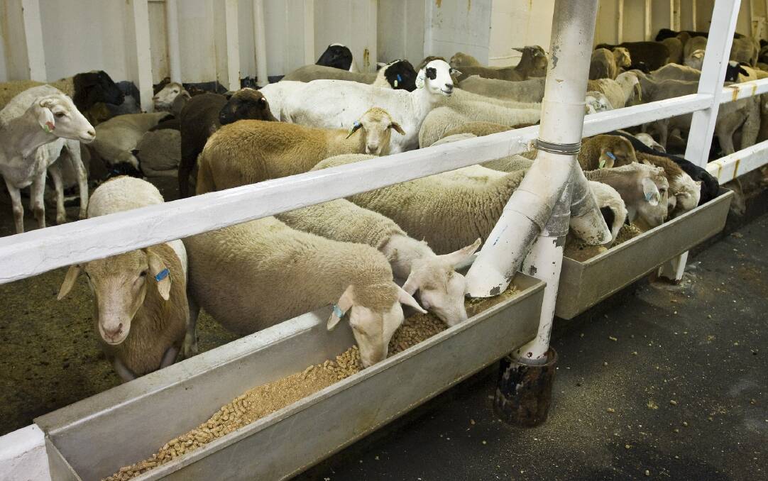 Liberal MP and Greens live sheep export ban demands rejected