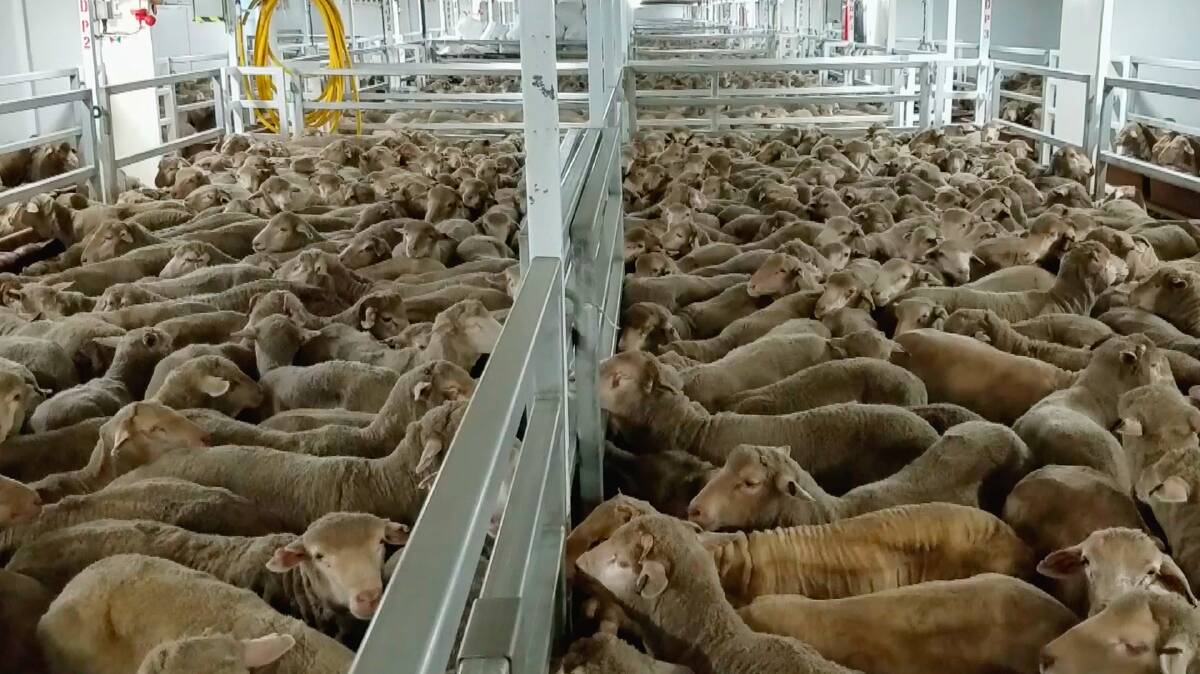 60 Minutes to expose more secret video to pressure live exports | Farm Online | ACT