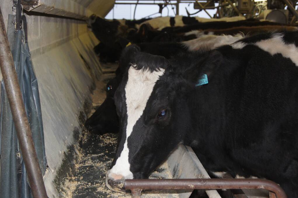 Animal rights groups demand 10-year dairy industry phase-out | Farm Online  | ACT