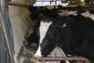 Animal rights groups demand 10-year dairy industry phase-out