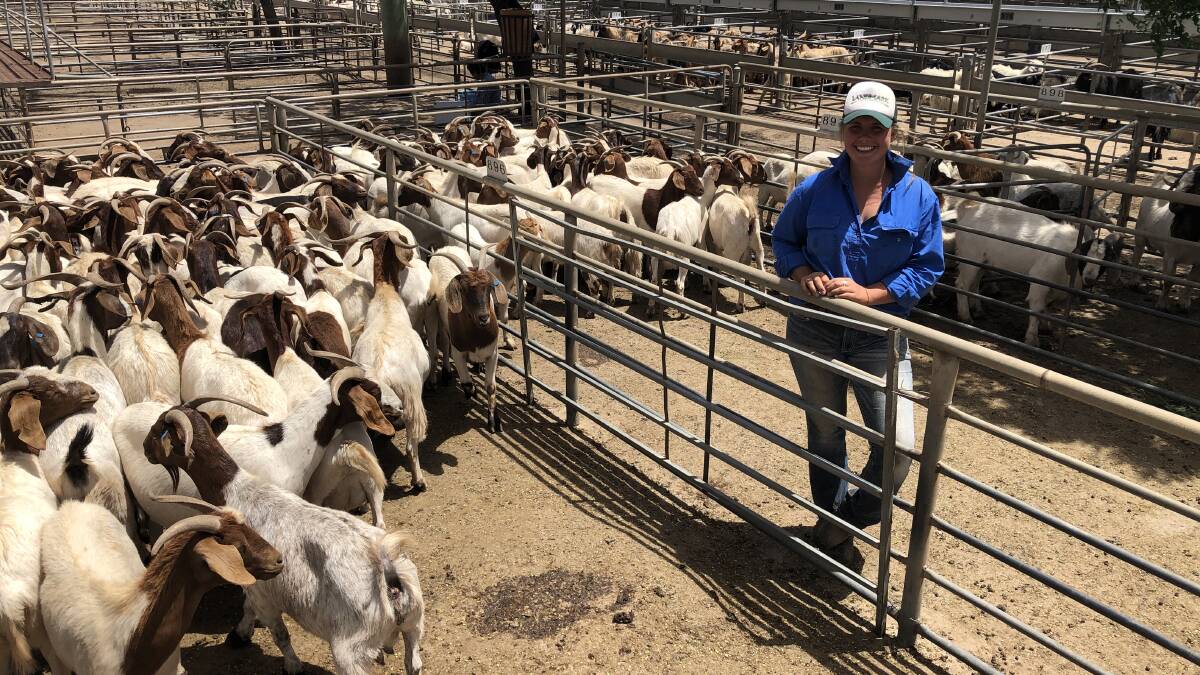 Tomingley vendor Jess Mewburn, Glen Alpin, dispersed her herd of Boer-cross on Tuesday. She sold bucks and nannies to $220 a head and $142/hd respectively.