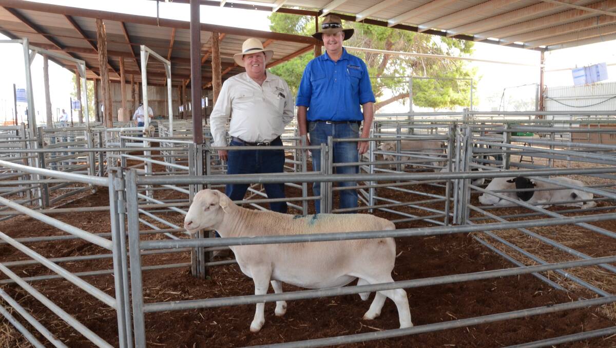 Burrawang stud's Mal Brady and stud manager Wicus Cronje with the $4000 top-priced ram, a White Dorper purchased by Peter and Penny Dagg, Eastern stud, Murrumbateman. 