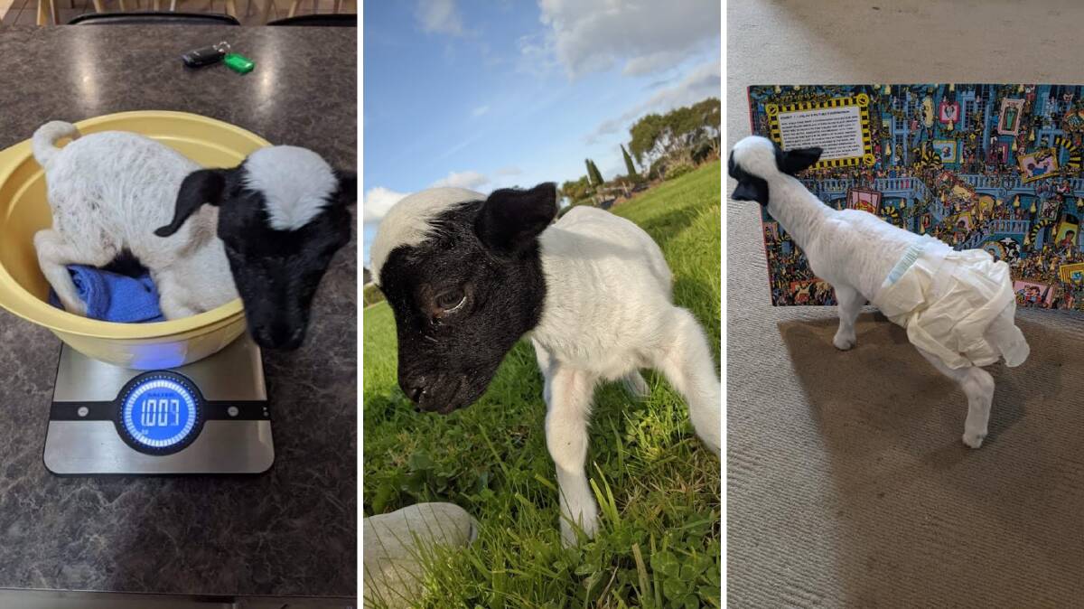 AGAINST THE ODDS: Wally the poddy lamb was not expected to live beyond one night, but he has beaten the odds and he's doing just fine. Pictures: supplied.