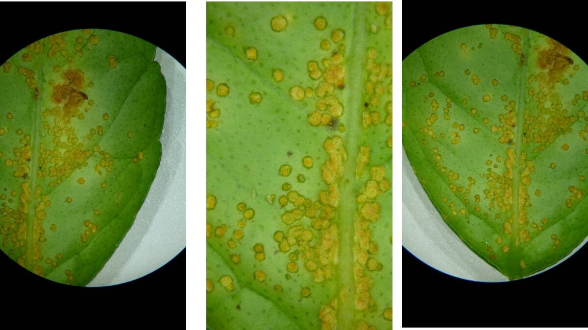 BAD SIGN: The effects of citrus canker can be seen with infected trees displaying unsightly lesions which can form on leaves, fruit and stems.