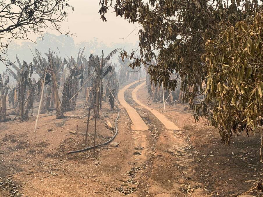 HELP: A Go Fund Me page has been set up to help banana growers who have been devastated by bushfires. 