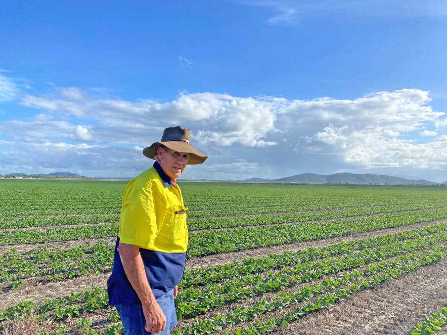 GREENER: Mulgowie North Queensland farm manager John West inspecting a healthy green bean crop grown using no till sustainable farming practice.