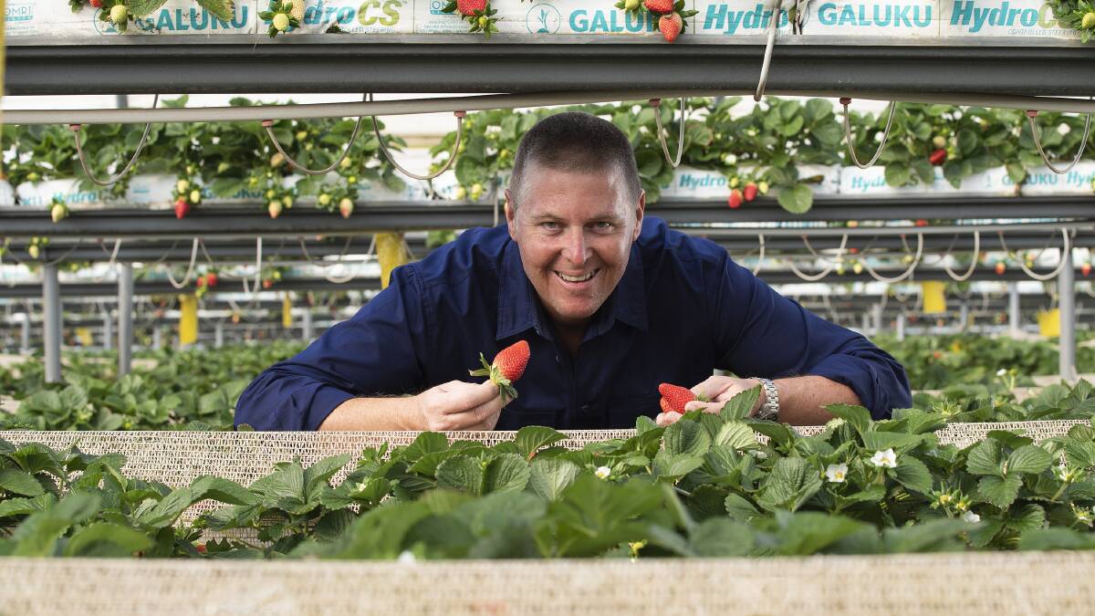 TOUGH: Pinata Farms' managing director, Gavin Scurr, says the recent growing season has been challenging, particularly with drought impacting on the growth of strawberry runners.