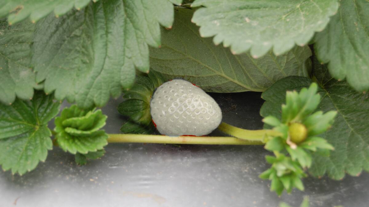 POSSIBLE: What a white strawberry might look like. One is being bred through the Australian Strawberry Breeding Program. Note: Image has been digitally altered. 