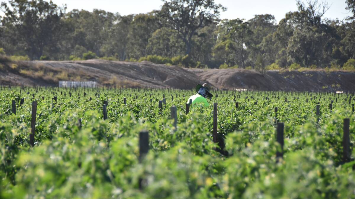 There are concerns last year's Jobs and Skills Summit in Canberra has resulted in little benefit to farmers facing labour shortages. Picture by Ashley Walmsley