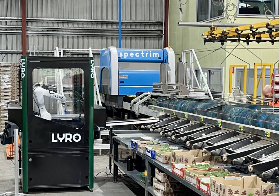 One of the LYRO Robotics machines at work helping sort and pack avocados at Sunnyspot Packhouse. Picture supplied