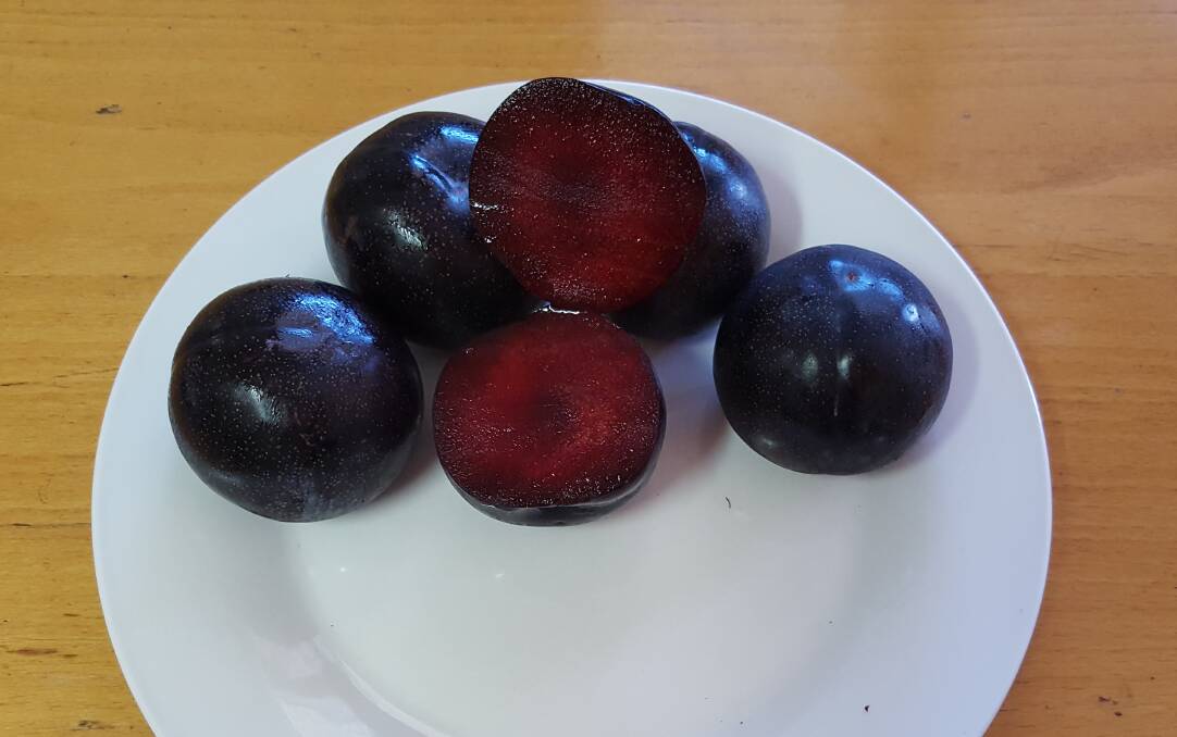 HEALTHY BITE: Developed by Queensland Government, the Queen Garnet plum is very high in anthocyanins, with the first human trials demonstrating its ability to effectively lower blood pressure in adults.