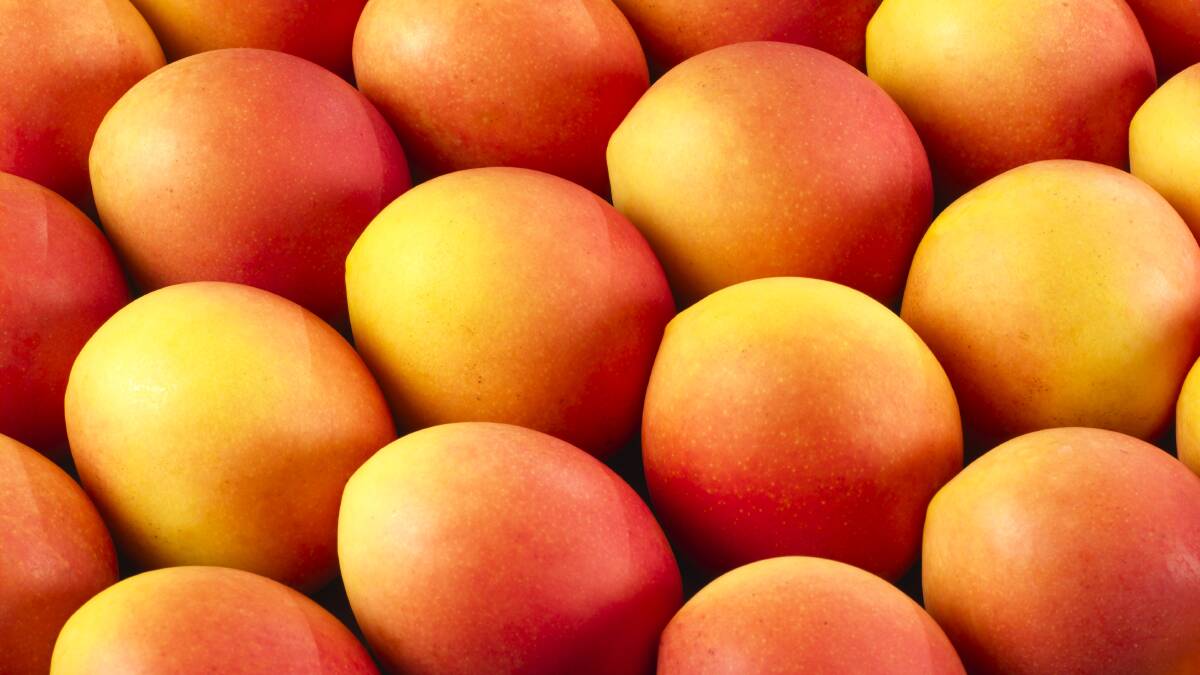 EARLY FRUIT: Marketer of the Calypso mango, Perfection Fresh, reports that the variety’s season  began a month earlier than usual due to a warm winter.