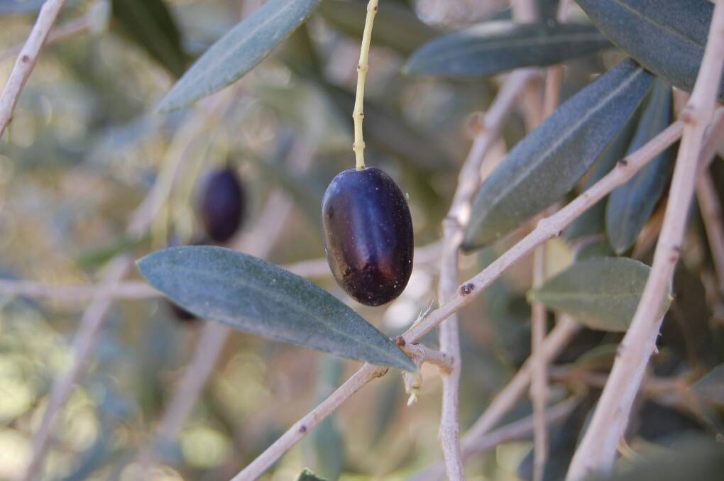 BIG: Australia will produce a record 20,000 tonnes of olive oil to be produced this year. 
