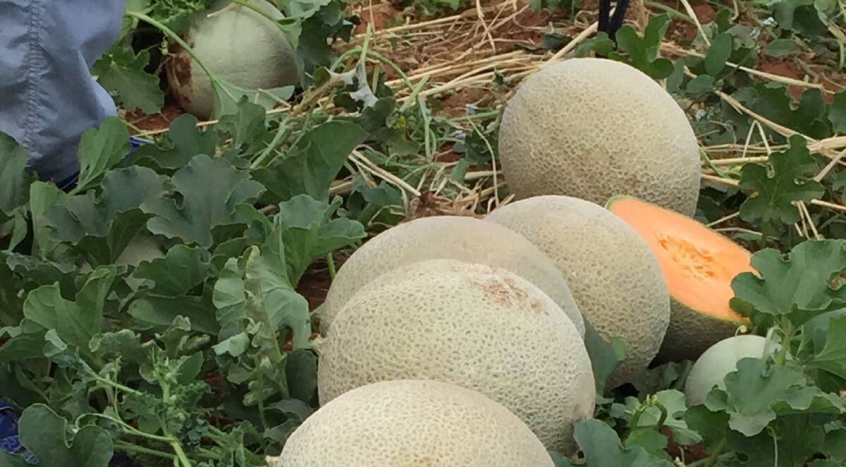 Listeriosis outbreak thought to be linked to NSW rockmelon