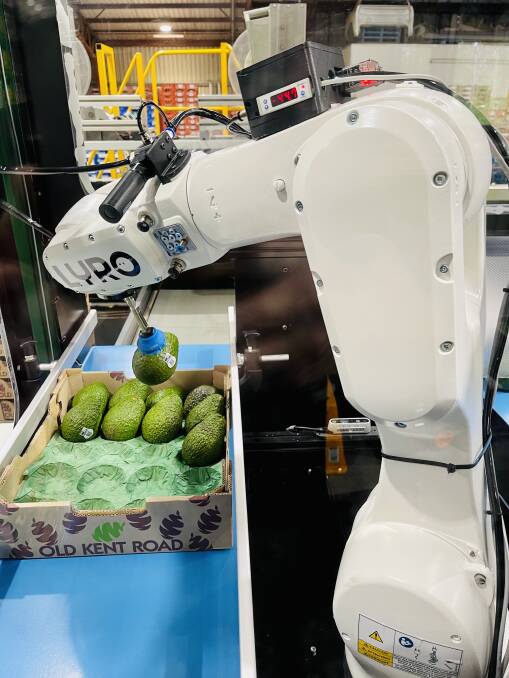The robots combine computer vision with machine learning and robotic grasping which allows the device to see an avocado coming down the line, make a decision on how to grasp the fruit correctly, pick it up and place it into the cardboard box. Picture supplied