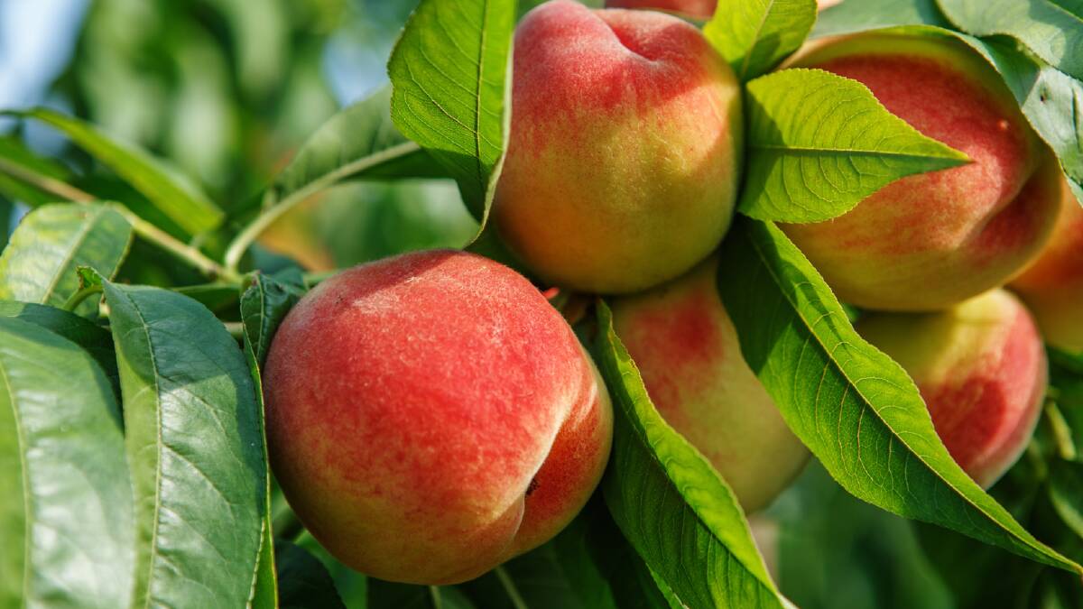 SENSING: Researchers are working on new hand-held sensing technology to measure the sweetness of peaches, nectarines, plums and apricots without puncturing the skin. 
