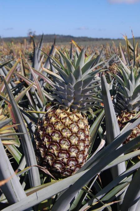 GROW ON: A warmer than usual winter is ripening pineapples in the Yeppoon area faster than usual. 