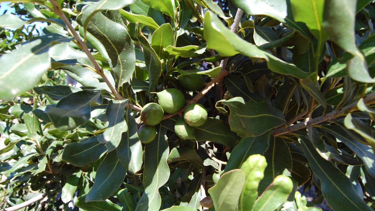 Macadamia 2020 forecast remains unchanged