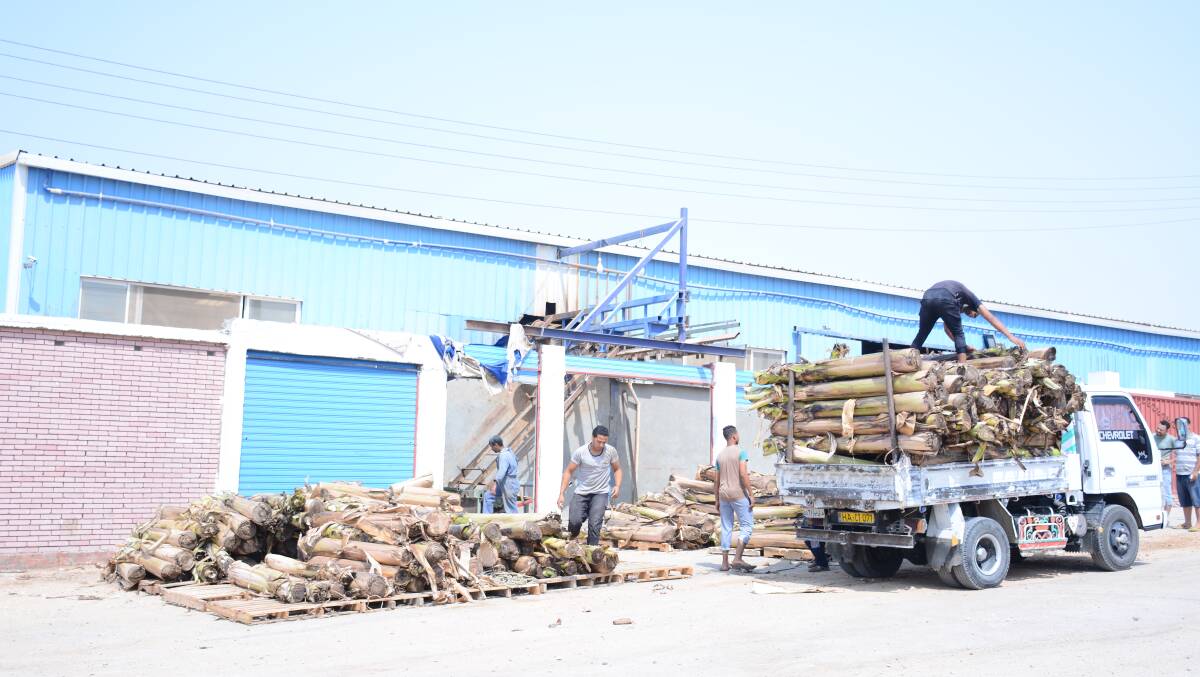 LOADED: Workers unload waste banana trees at the factory in Egypt where it is turned into wood and paper products.